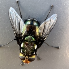 Rutilia (Ameniamima) argentifera (A Bristle fly) at Denman Prospect, ACT - 9 Oct 2023 by AaronClausen