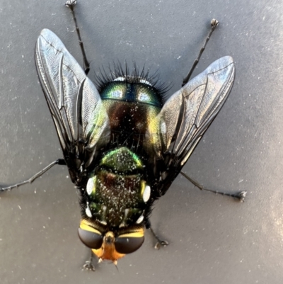 Rutilia (Ameniamima) argentifera (A Bristle fly) at Denman Prospect, ACT - 9 Oct 2023 by AaronClausen