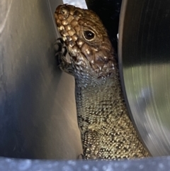 Egernia cunninghami (Cunningham's Skink) at Molonglo Valley, ACT - 9 Oct 2023 by SteveBorkowskis