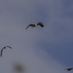 Ardea pacifica (White-necked Heron) at Bega, NSW - 2 Oct 2023 by trevsci