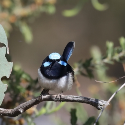 Malurus cyaneus (Superb Fairywren) at Mount Ainslie - 8 Oct 2023 by jb2602