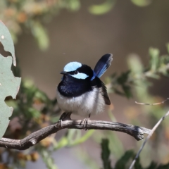 Malurus cyaneus at Majura, ACT - 8 Oct 2023 03:19 PM