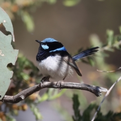 Malurus cyaneus at Majura, ACT - 8 Oct 2023 03:19 PM