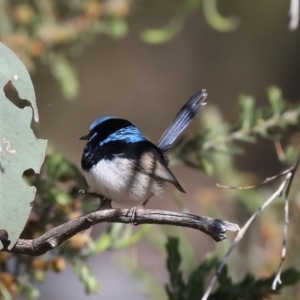 Malurus cyaneus at Majura, ACT - 8 Oct 2023 03:19 PM