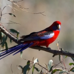 Platycercus elegans (Crimson Rosella) at Majura, ACT - 8 Oct 2023 by jb2602