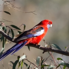 Platycercus elegans at Majura, ACT - 8 Oct 2023 04:37 PM