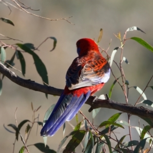 Platycercus elegans at Majura, ACT - 8 Oct 2023 04:37 PM