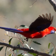 Platycercus elegans at Majura, ACT - 8 Oct 2023 04:37 PM