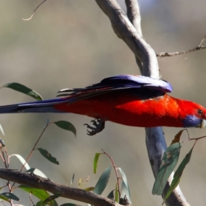 Platycercus elegans at Majura, ACT - 8 Oct 2023 04:37 PM