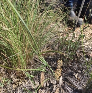 Lomandra multiflora at Stromlo, ACT - 7 Oct 2023 10:56 AM