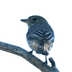 Pachycephala rufiventris (Rufous Whistler) at Majura, ACT - 8 Oct 2023 by jb2602