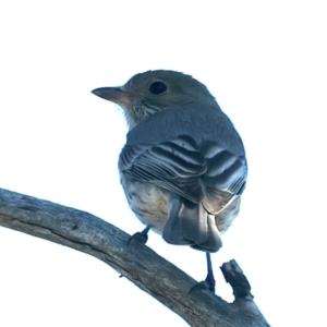 Pachycephala rufiventris at Majura, ACT - 8 Oct 2023