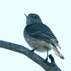 Pachycephala rufiventris at Majura, ACT - 8 Oct 2023