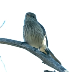 Pachycephala rufiventris at Majura, ACT - 8 Oct 2023