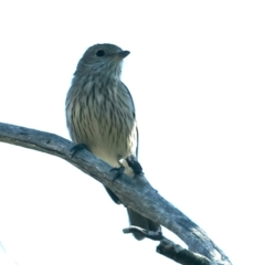 Pachycephala rufiventris at Majura, ACT - 8 Oct 2023