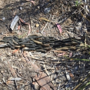 Perga sp. (genus) at Stromlo, ACT - 7 Oct 2023