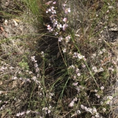 Gaudium multicaule (Teatree) at Stromlo, ACT - 7 Oct 2023 by dwise