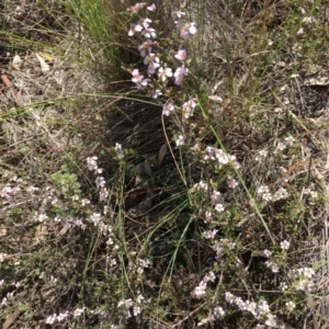 Gaudium multicaule at Stromlo, ACT - 7 Oct 2023