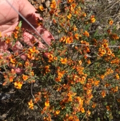 Pultenaea procumbens (Bush Pea) at Denman Prospect 2 Estate Deferred Area (Block 12) - 7 Oct 2023 by dwise