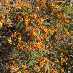 Pultenaea procumbens at Denman Prospect, ACT - 7 Oct 2023 11:32 AM