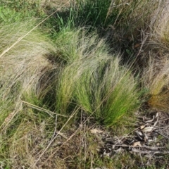 Nassella trichotoma (Serrated Tussock) at Jerrabomberra, ACT - 9 Oct 2023 by Mike