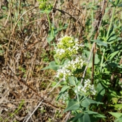 Centranthus ruber (Red Valerian, Kiss-me-quick, Jupiter's Beard) at Jerrabomberra, ACT - 9 Oct 2023 by Mike