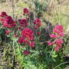 Centranthus ruber at Jerrabomberra, ACT - 9 Oct 2023 04:28 PM