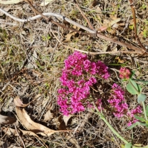 Centranthus ruber at Jerrabomberra, ACT - 9 Oct 2023 04:28 PM