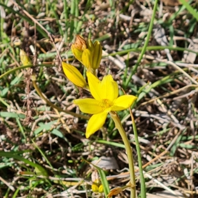 Bulbine bulbosa (Golden Lily, Bulbine Lily) at Jerrabomberra, ACT - 9 Oct 2023 by Mike