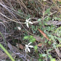 Caladenia ustulata (Brown Caps) at Stromlo, ACT - 6 Oct 2023 by dwise