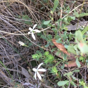 Caladenia ustulata at Stromlo, ACT - suppressed