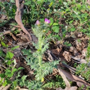 Carduus pycnocephalus at Jerrabomberra, ACT - 9 Oct 2023