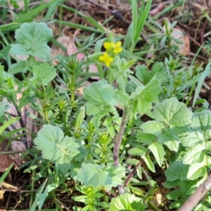 Sisymbrium officinale at Jerrabomberra, ACT - 9 Oct 2023