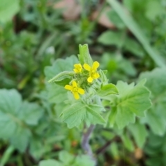 Sisymbrium officinale at Jerrabomberra, ACT - 9 Oct 2023