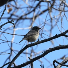 Pachycephala rufiventris (Rufous Whistler) at Majura, ACT - 8 Oct 2023 by jb2602