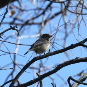 Pachycephala rufiventris at Majura, ACT - 8 Oct 2023