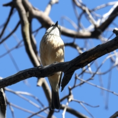 Pachycephala rufiventris at Majura, ACT - 8 Oct 2023