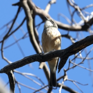 Pachycephala rufiventris at Majura, ACT - 8 Oct 2023