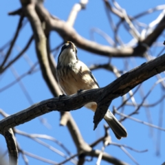 Pachycephala rufiventris at Majura, ACT - 8 Oct 2023