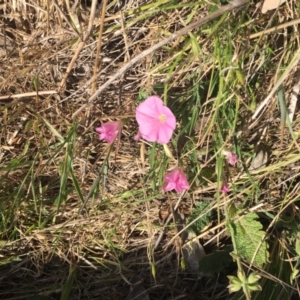 Convolvulus angustissimus subsp. angustissimus at Cook, ACT - 8 Oct 2023