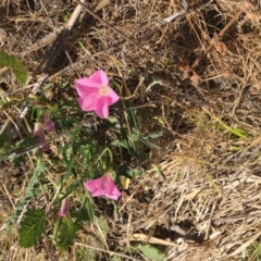 Convolvulus angustissimus subsp. angustissimus at Cook, ACT - 8 Oct 2023