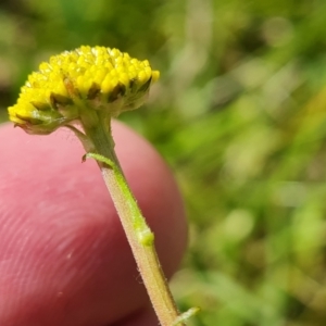 Craspedia variabilis at O'Malley, ACT - 9 Oct 2023