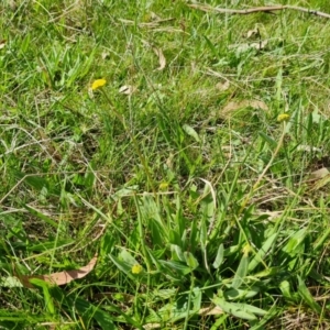 Craspedia variabilis at O'Malley, ACT - 9 Oct 2023