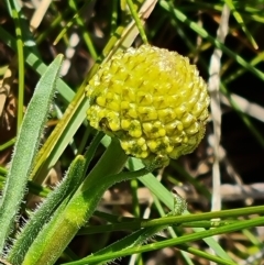 Craspedia variabilis at O'Malley, ACT - 9 Oct 2023