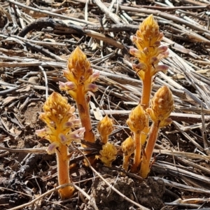 Orobanche minor at O'Malley, ACT - 9 Oct 2023 03:29 PM