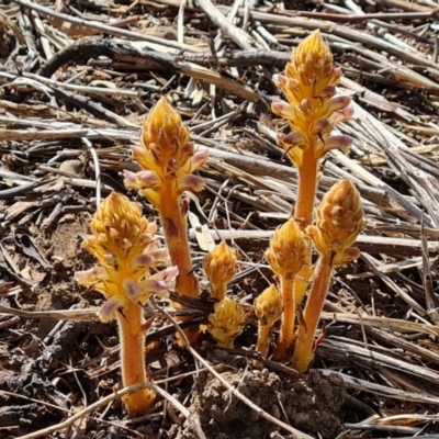 Orobanche minor (Broomrape) at O'Malley, ACT - 9 Oct 2023 by Mike