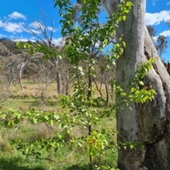 Pyrus ussuriensis (Manchurian Pear) at O'Malley, ACT - 9 Oct 2023 by Mike