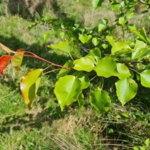 Pyrus ussuriensis at O'Malley, ACT - 9 Oct 2023 03:22 PM