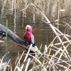 Eolophus roseicapilla (Galah) at O'Malley, ACT - 9 Oct 2023 by Mike