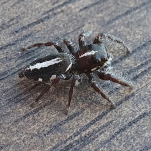 Sandalodes scopifer at Yass River, NSW - 7 Oct 2023